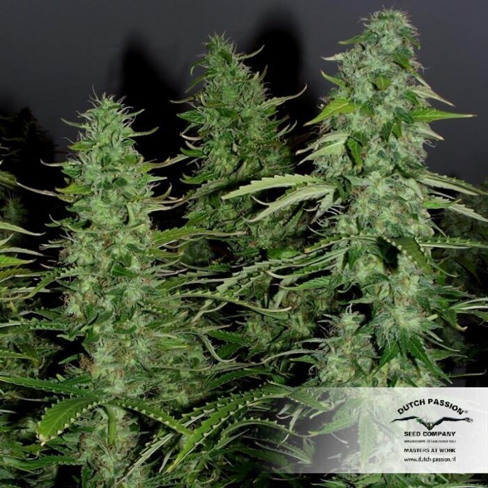 Auto White Widow