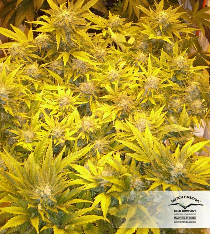 Auto White Widow