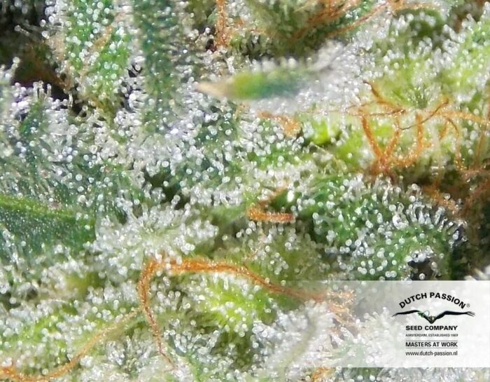 Auto White Widow