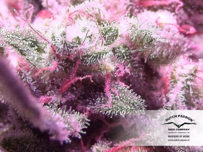 Auto White Widow