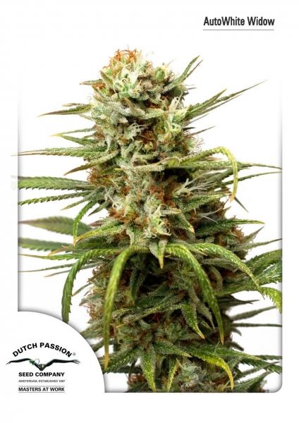 Auto White Widow