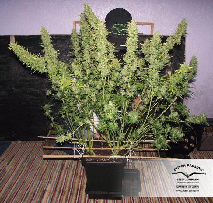 Auto Xtreme Haze