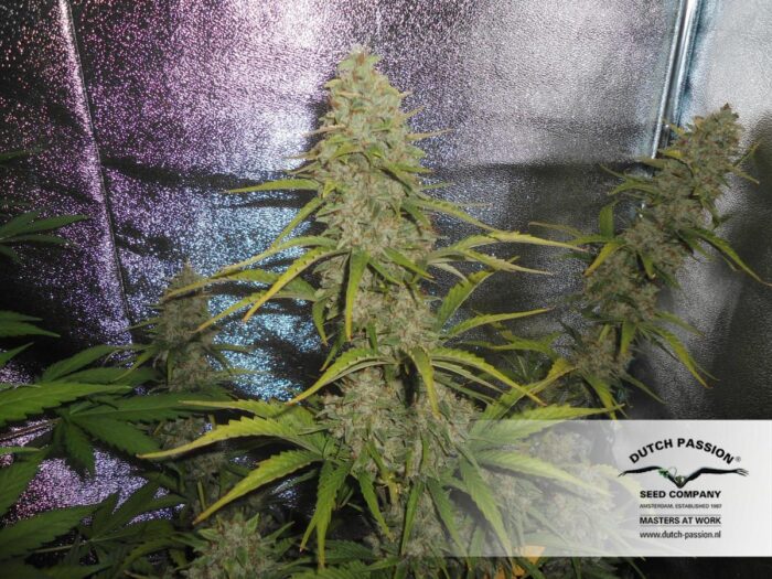 Auto Xtreme Haze