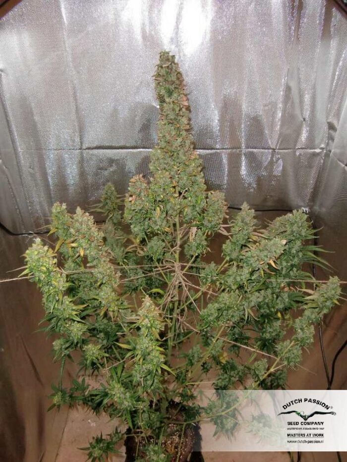 Auto Xtreme Haze