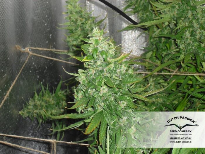 Auto Xtreme Haze