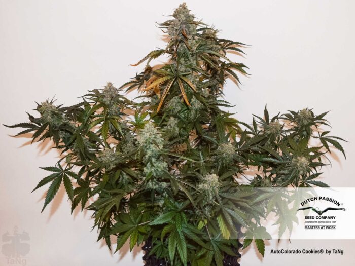 Auto Colorado Cookies