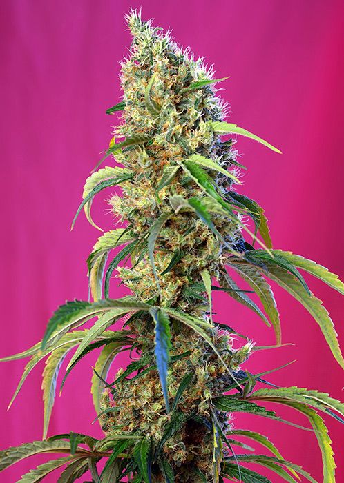 Black Jack CBD