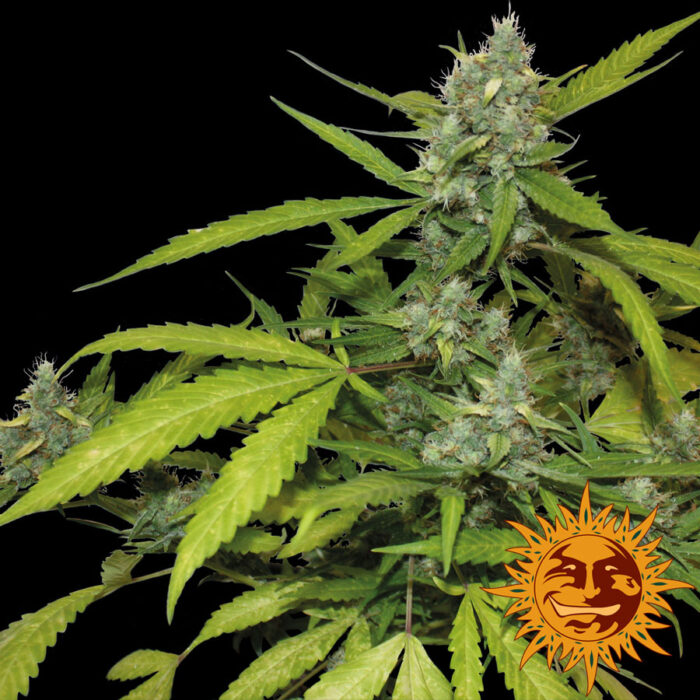 Sweet Tooth Auto