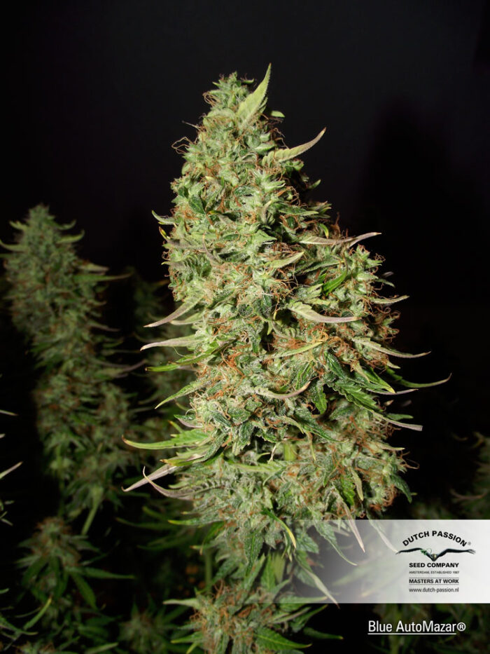 Blue Auto Mazar