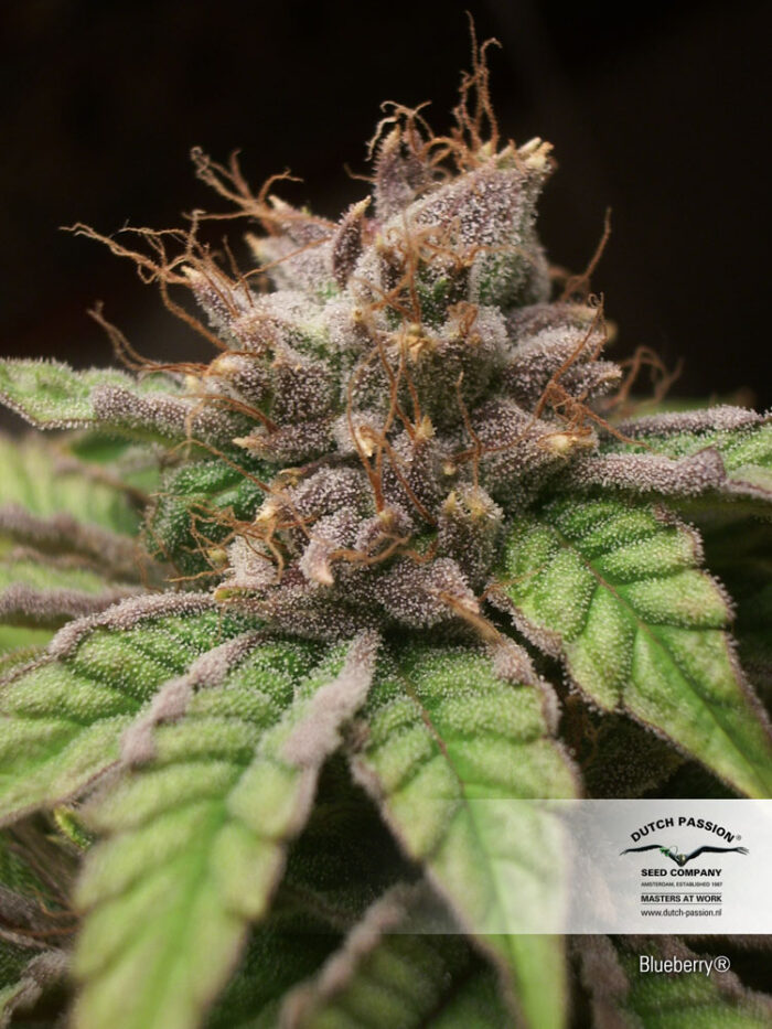 Blueberry