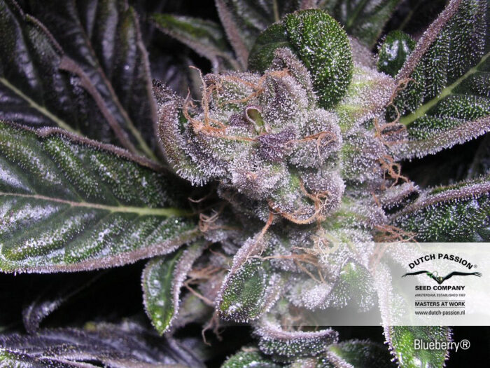 Blueberry