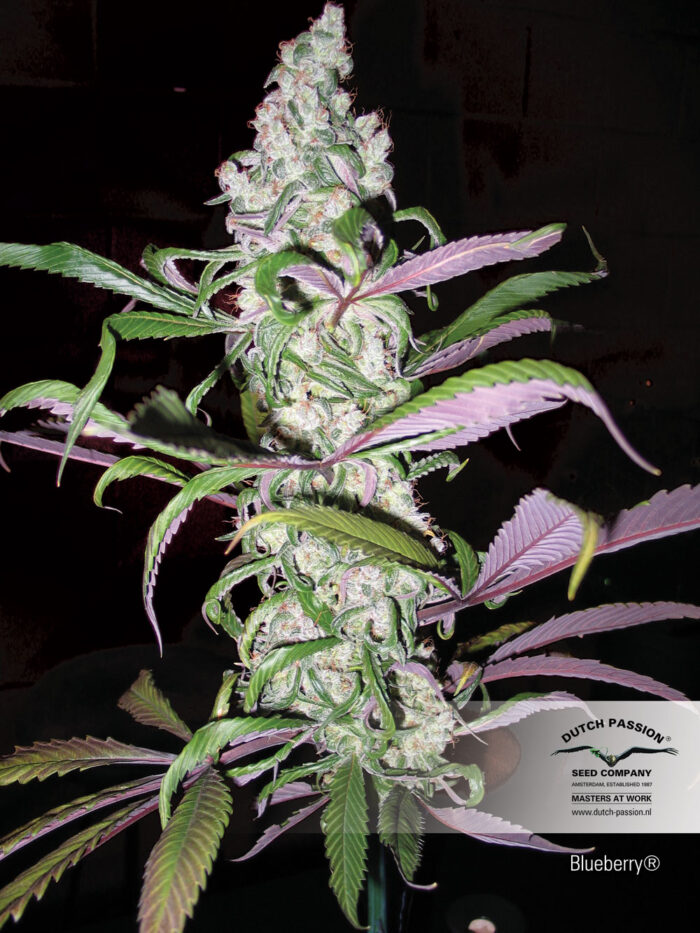 Blueberry