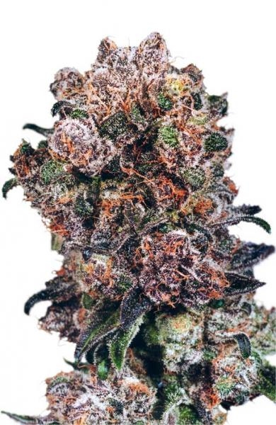 Blueberry