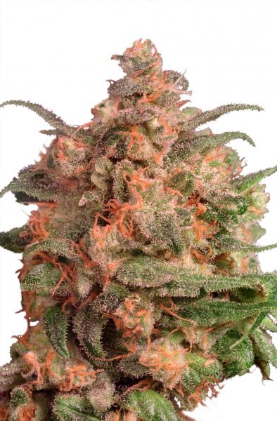 Brainstorm