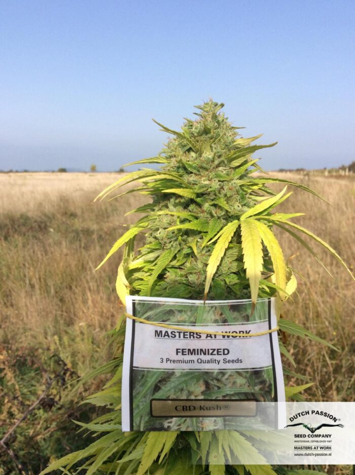 CBD Kush