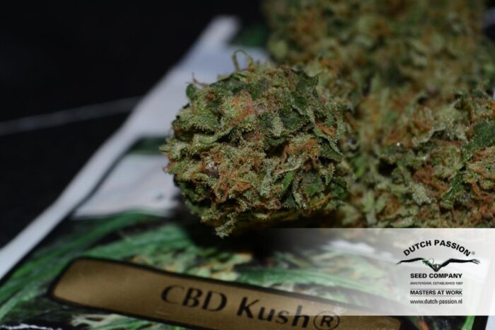 CBD Kush