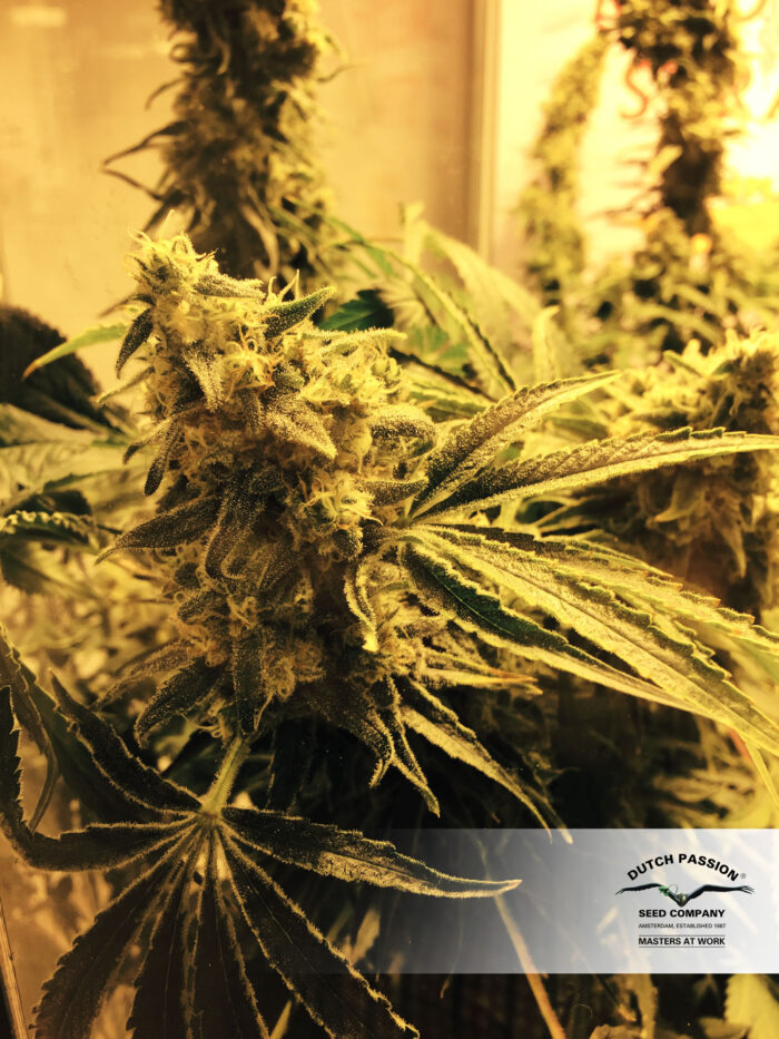 CBD Kush