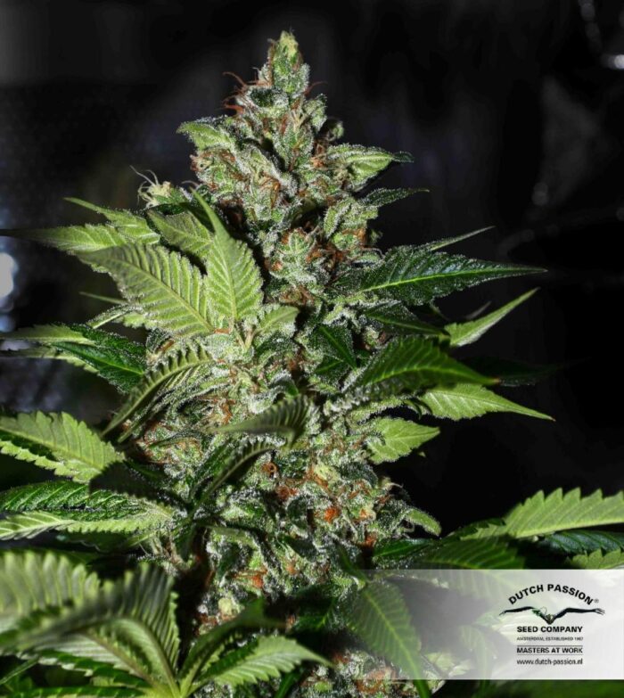 CBD Kush
