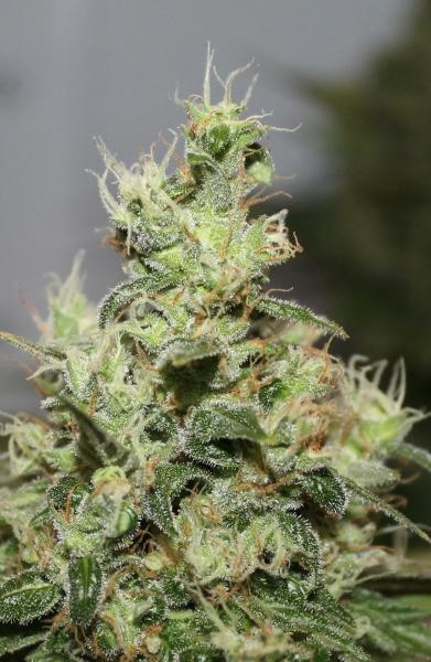 CBD Kush