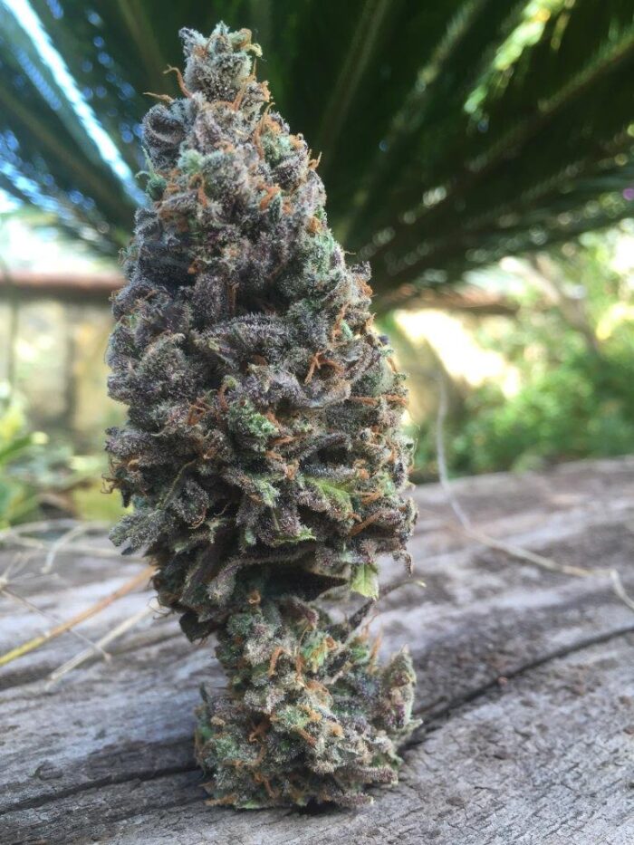 CBD Amnesia 5