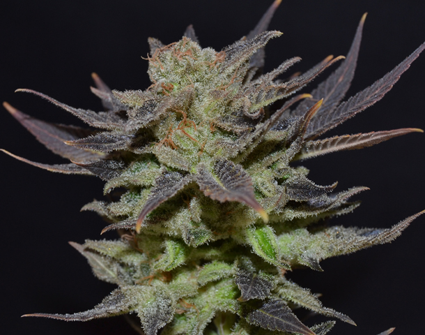Auto Lavender