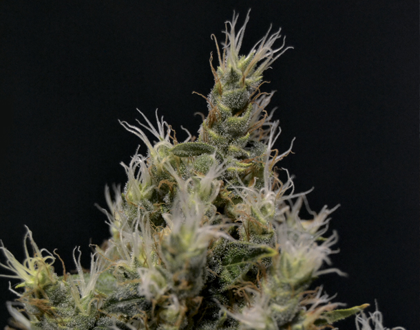 Vanilla Haze