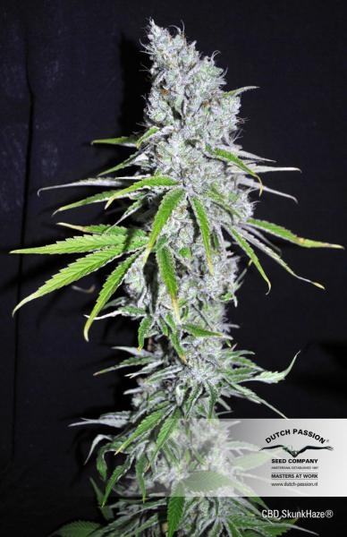 CBD Skunk Haze
