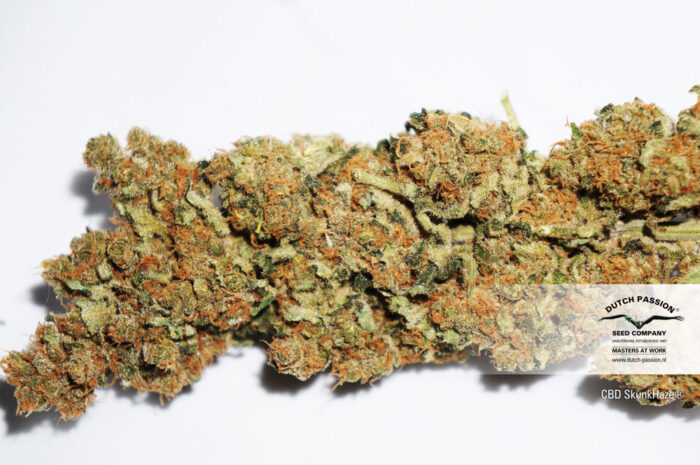 CBD Skunk Haze
