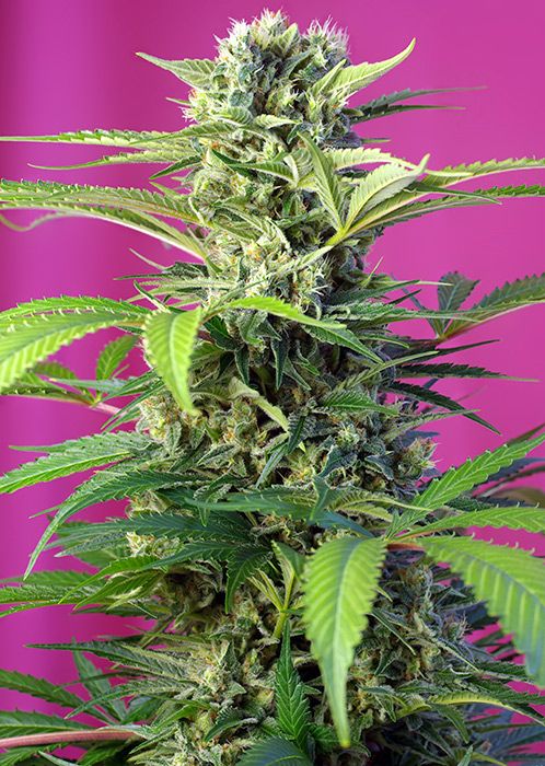 Chem Beyond Diesel C.B.D.