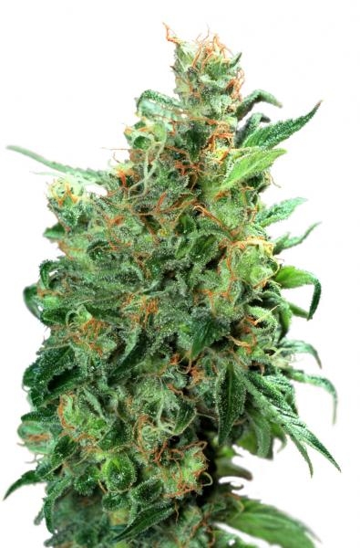 Californian Orange