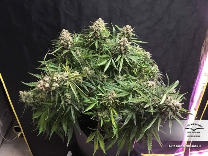 Auto Cinderella Jack