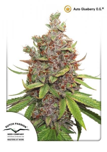 Auto Glueberry O.G.