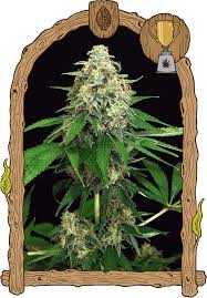 Mango Cream Auto