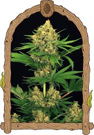 Tangerine Kush