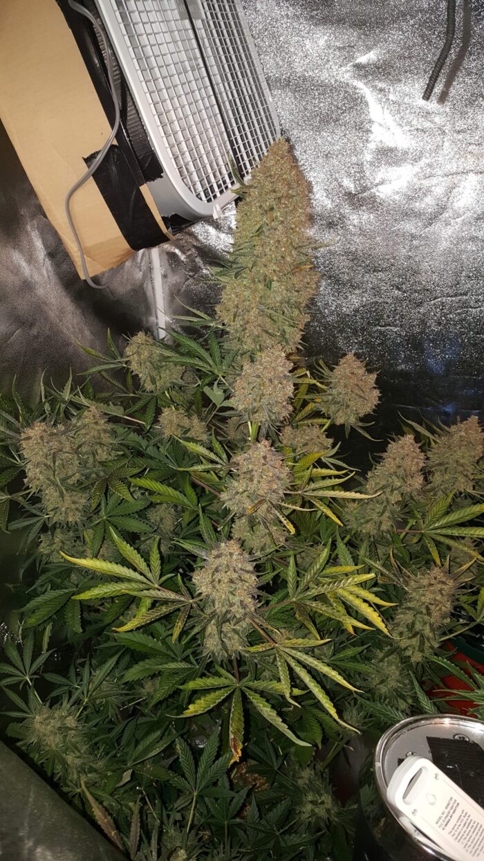 Gorilla Auto