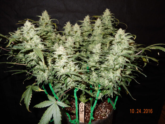 Gorilla Auto