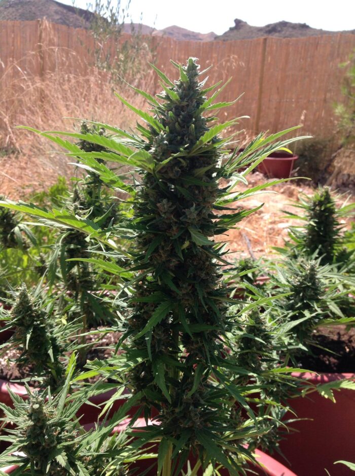 Gorilla Auto
