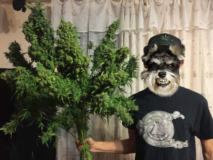 Gorilla Auto