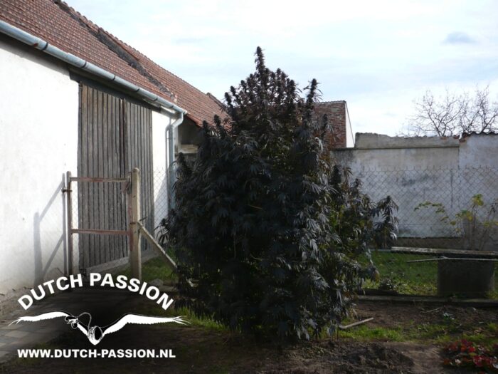 Frisian Dew