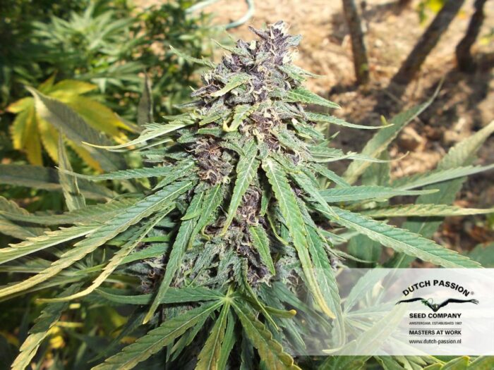 Frisian Dew