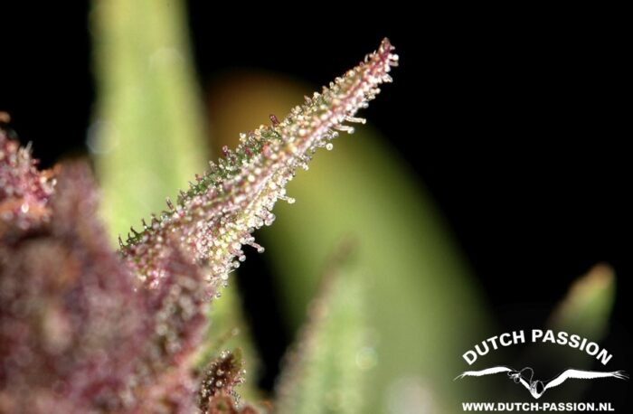 Frisian Dew