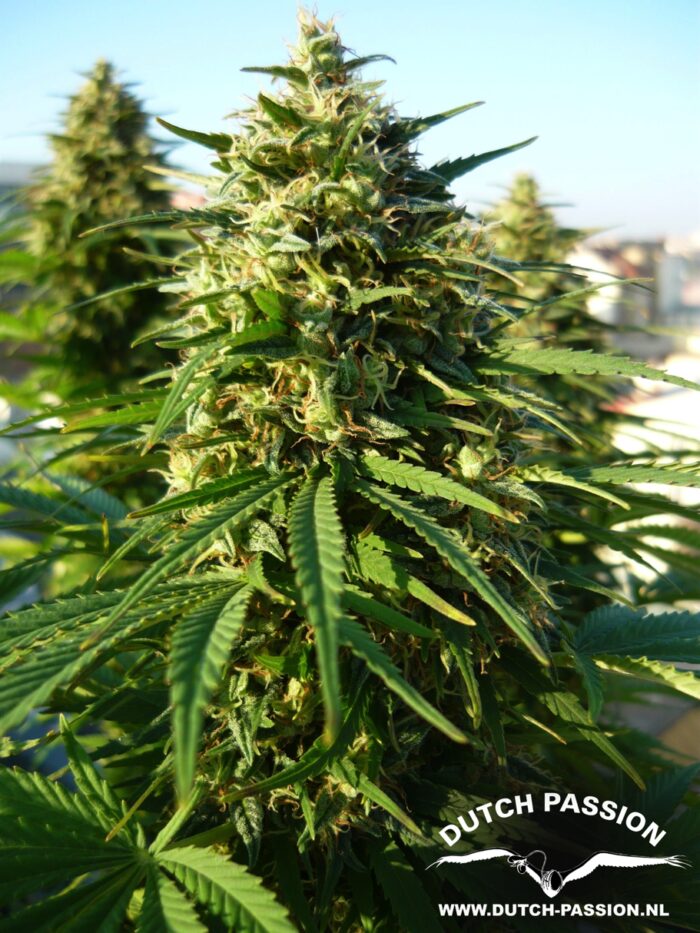 Frisian Dew