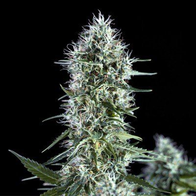 OG Lemon Bilbo