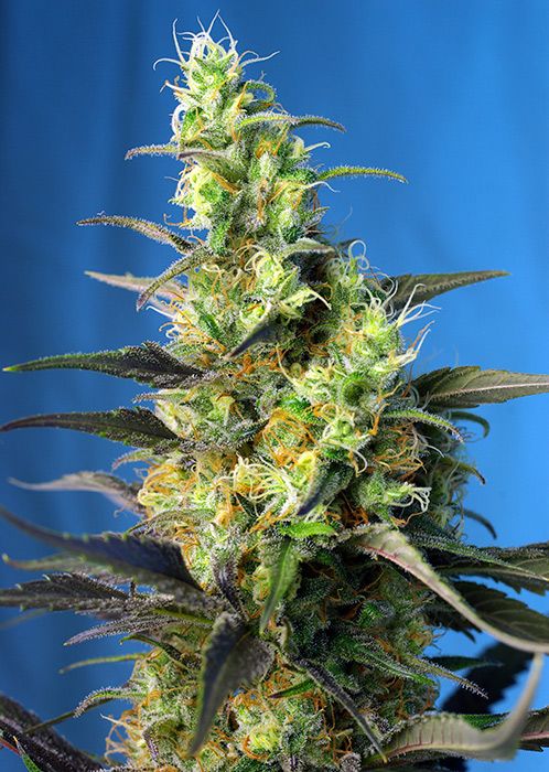 Ice Cool CBD