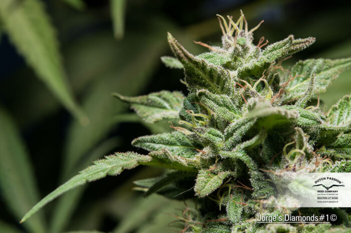 Jorge's Diamonds #1
