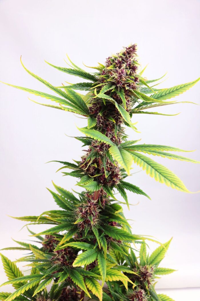 Purple Kush