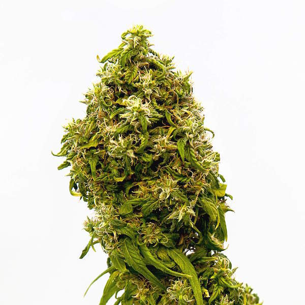 Swiss Dream CBD