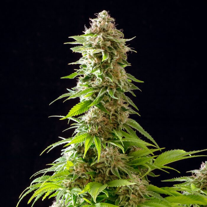 Cookies Haze