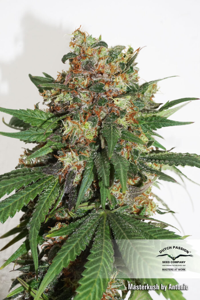 Master Kush