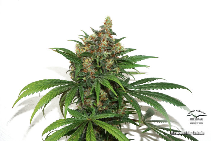 Master Kush